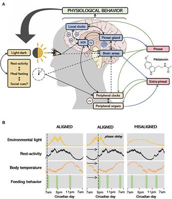 Frontiers Melatonin and Depression A Translational Perspective